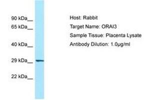 Image no. 1 for anti-ORAI Calcium Release-Activated Calcium Modulator 3 (ORAI3) (N-Term) antibody (ABIN6749985) (ORAI3 anticorps  (N-Term))