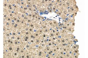 ABIN6263495 and ABIN6278938 at 1/100 staining Mouse liver tissue by IHC-P. (MYST3 anticorps  (N-Term))