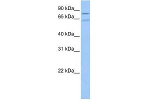 ZNF724P antibody used at 0. (ZNF724P anticorps  (N-Term))