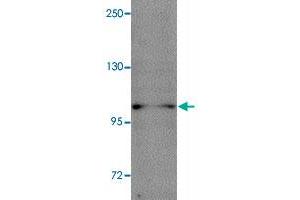 Western blot analysis of NLRP11 in HeLa cell lysate with NLRP11 polyclonal antibody  at 1 ug/mL.