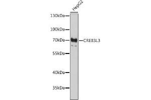 anti-cAMP Responsive Element Binding Protein 3-Like 3 (CREB3L3) (AA 371-460) antibody