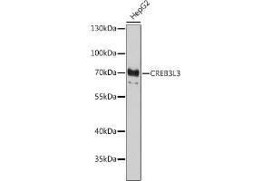 Western blot analysis of extracts of HepG2 cells, using CREB3L3 antibody (ABIN7266055) at 1:1000 dilution. (CREB3L3 anticorps  (AA 371-460))