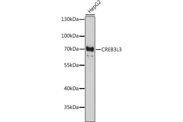 CREB3L3 anticorps  (AA 371-460)