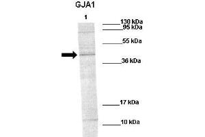 WB Suggested Anti-GJA1 Antibody    Positive Control:  Lane1: 60ug rat stiatum  Primary Antibody Dilution :   1:1000  Secondary Antibody :   Goat anti-rabbit-IRDye800  Secondry Antibody Dilution :   1:10,000  Submitted by:  Ruben van Vugt, The Nijmegen Centre for Molecular Life Sciences (NCMLS) (Connexin 43/GJA1 anticorps  (N-Term))