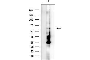 anti-WAS/WASL Interacting Protein Family, Member 1 (WIPF1) (C-Term) antibody