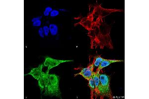 Immunocytochemistry/Immunofluorescence analysis using Mouse Anti-FGFA/FHFA (pan) Monoclonal Antibody, Clone S235-22 .
