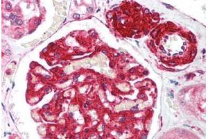 Human Kidney (formalin-fixed, paraffin-embedded) stained with RIF1 antibody ABIN214034 at 5 ug/ml followed by biotinylated goat anti-rabbit IgG secondary antibody ABIN481713, alkaline phosphatase-streptavidin and chromogen. (RIF1 anticorps  (AA 2406-2419))