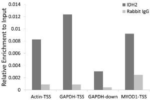Chromatin immunoprecipitation of extracts of 293T cell line, using IDH2 antibody (ABIN5974324) and rabbit IgG. (IDH2 anticorps)