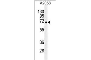 GAB4 Antibody (N-term) (ABIN655462 and ABIN2844990) western blot analysis in  cell line lysates (35 μg/lane). (GAB4 anticorps  (N-Term))