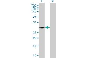Western Blot analysis of ARID3B expression in transfected 293T cell line by ARID3B MaxPab polyclonal antibody.
