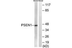 Western blot analysis of extracts from Raw264. (Presenilin 1 anticorps  (AA 323-372))