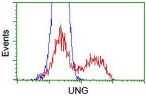 Image no. 5 for anti-Uracil-DNA Glycosylase (UNG) antibody (ABIN1501677) (UNG anticorps)