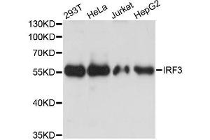 Western blot analysis of extracts of various cell lines, using IRF3 antibody. (IRF3 anticorps  (AA 1-260))