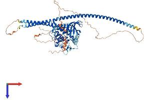 AlphaFold protein structure predicition of Mouse Recombinant Tlk2 Protein, UniprotID O55047