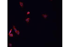 ABIN6276758 staining HepG2?