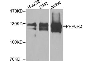Western blot analysis of extracts of various cell lines, using PPP6R2 antibody. (SAPS2 anticorps)