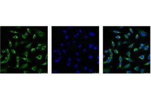 IF analysis of Hela with antibody (Left) and DAPI (Right) diluted at 1:100.