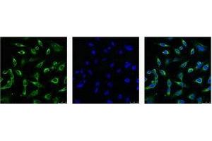 IF analysis of Hela with antibody (Left) and DAPI (Right) diluted at 1:100. (Peroxiredoxin 1 anticorps)