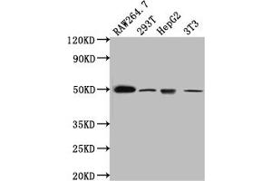 Western Blot Positive WB detected in: RAW264. (Recombinant HAVCR1 anticorps)