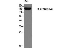 Western Blot (WB) analysis of 293 using p-c-Fms (Y809) antibody. (CSF1R anticorps  (pTyr809))