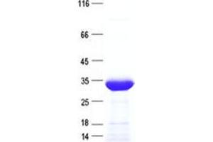 Validation with Western Blot (CITED2 Protein (His tag))