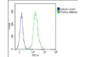 Overlay histogram showing Jurkat cells stained with (ABIN6242391 and ABIN6578828)(green line).