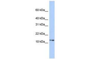 Image no. 1 for anti-Guanine Nucleotide Binding Protein (G Protein), gamma Transducing Activity Polypeptide 2 (GNGT2) (C-Term) antibody (ABIN6741321)