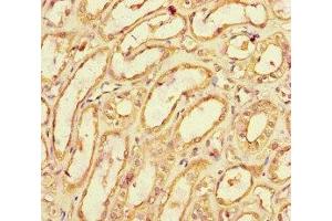 Immunohistochemistry of paraffin-embedded human kidney tissue using ABIN7171790 at dilution of 1:100 (SPOCK1 anticorps  (AA 290-435))