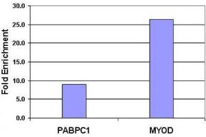 Histone H3 dimethyl Lys9 antibody tested by ChIP. (Histone 3 anticorps  (H3K9me2))
