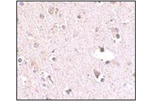 Immunohistochemistry of POLR3F in human brain tissue with this product at 2. (POLR3F anticorps  (N-Term))