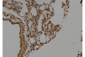 ABIN6275649 at 1/100 staining Rat lung tissue by IHC-P. (Ubiquilin 3 anticorps  (Internal Region))