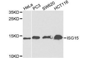 Western blot analysis of extracts of various cell lines, using ISG15 antibody.
