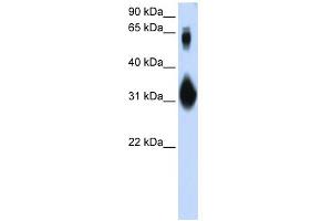 WB Suggested Anti-SOX15 Antibody Titration: 0. (SOX15 anticorps  (N-Term))