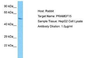 Host: Rabbit Target Name: PRAMEF15 Sample Type: HepG2 Whole Cell lysates Antibody Dilution: 1.
