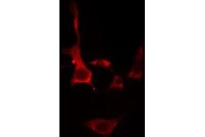 ABIN6275701 staining  Hela cells by IF/ICC.