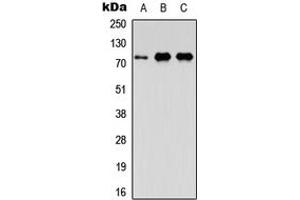 Western blot analysis of FAF1 expression in A549 (A), NS-1 (B), PC12 (C) whole cell lysates. (FAF1 anticorps  (Center))