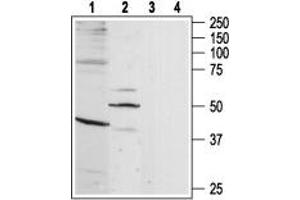 Western blot analysis of rat brain (lanes 1 and 3) and heart (lanes 2 and 4) lysates: - 1-2. (BDKRB1 anticorps  (3rd Intracellular Loop, Cys250))