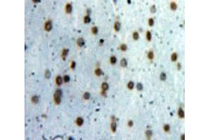 Used in DAB staining on fromalin fixed paraffin-embedded Brain tissue (TCEB3 anticorps  (AA 200-344))