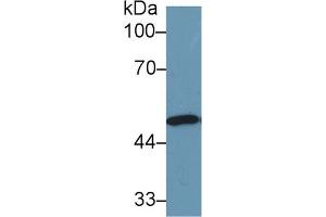 Western Blot; Sample: Human Lung lysate; Primary Ab: 1µg/ml Rabbit Anti-Human NNE Antibody Second Ab: 0.