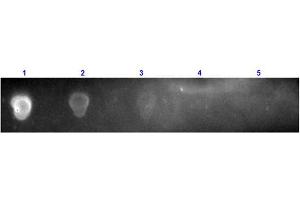 Dot Blot results of Rabbit Anti-Streptavidin Texas Conjugated.