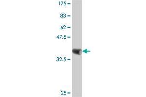 Western Blot detection against Immunogen (37 KDa) .