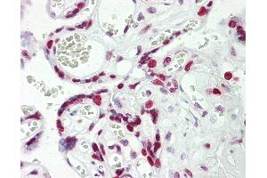 Anti-HEXIM1 antibody IHC staining of human placenta. (HEXIM1 anticorps  (AA 194-222))