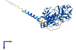 AlphaFold protein structure predicition of Human Recombinant FUT3 Protein, UniprotID P21217