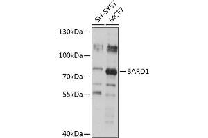 Western blot analysis of extracts of various cell lines, using B antibody (ABIN6127476, ABIN6137449, ABIN6137450 and ABIN6218781) at 1:1000 dilution. (BARD1 anticorps)