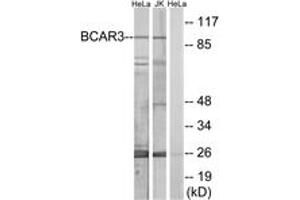 Western blot analysis of extracts from HeLa/Jurkat cells, using BCAR3 Antibody. (BCAR3 anticorps  (AA 761-810))