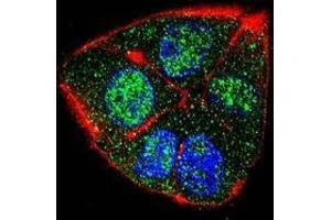 Confocal immunofluorescent analysis of IFT88 Antibody (C-term)(Cat#AP52161PU-N) with HepG2 cell followed by Alexa Fluor 488-conjugated goat anti-rabbit lgG (green).