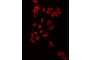 ABIN6272334 staining RAW264. (KCNJ3 anticorps  (Internal Region))