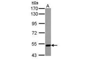 Image no. 2 for anti-Zinc Finger Protein 329 (ZNF329) (AA 1-202) antibody (ABIN1501837) (ZNF329 anticorps  (AA 1-202))
