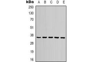 Western blot analysis of GAPDH expression in 293T (A), NIH3T3 (B), rat brain (C), sheep muscle (D), rabbit testis  (E) whole cell lysates. (GAPDH anticorps)