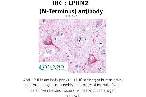 Image no. 1 for anti-Latrophilin 2 (LPHN2) (Extracellular Domain), (N-Term) antibody (ABIN1736538) (LPHN2 anticorps  (Extracellular Domain, N-Term))